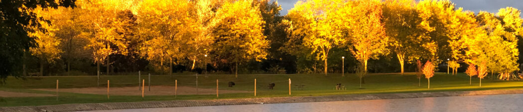 fall trees