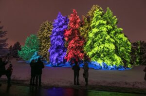morton arboretum tree lights 